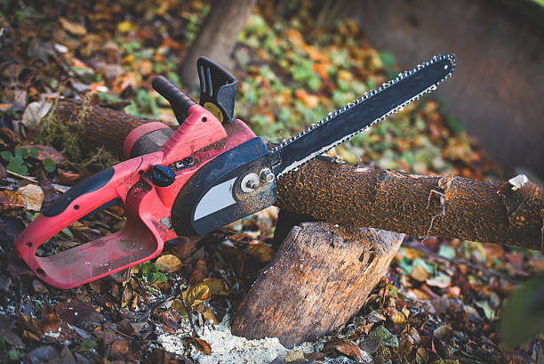 Best Tree Mulching  in Live Oak, FL